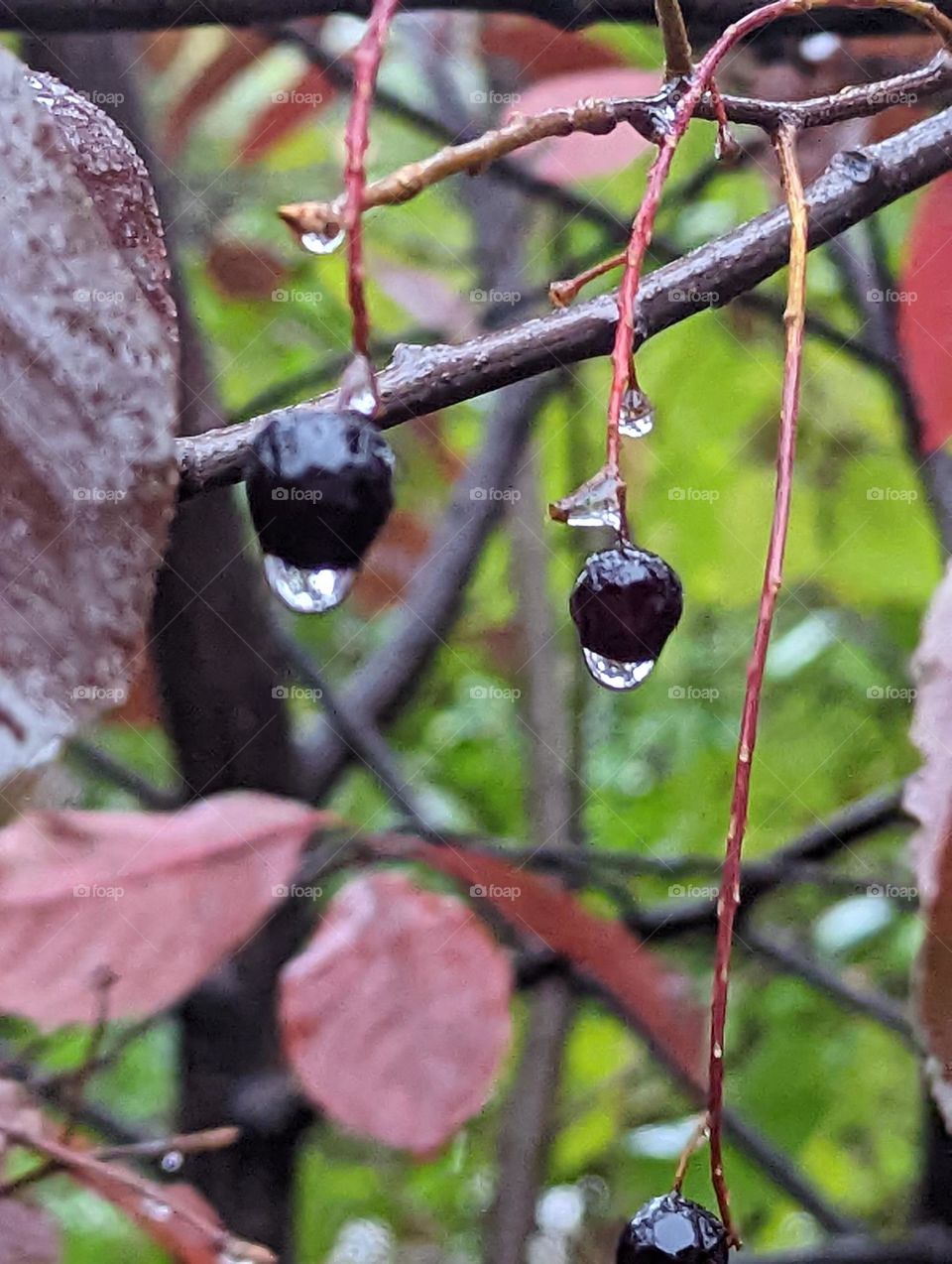 Purple berries in the autumn rain