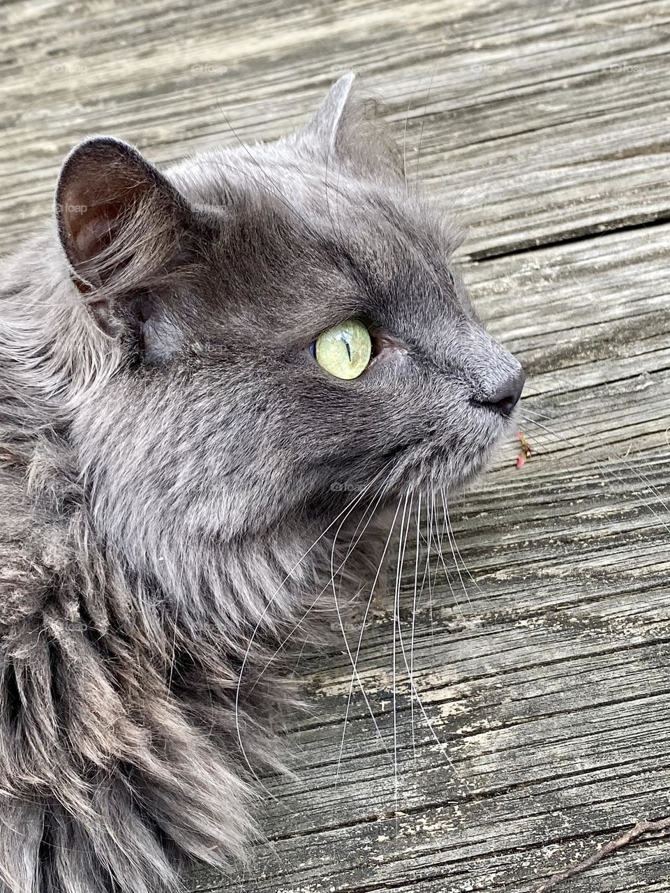 A grey cat laying on a wooden deck 