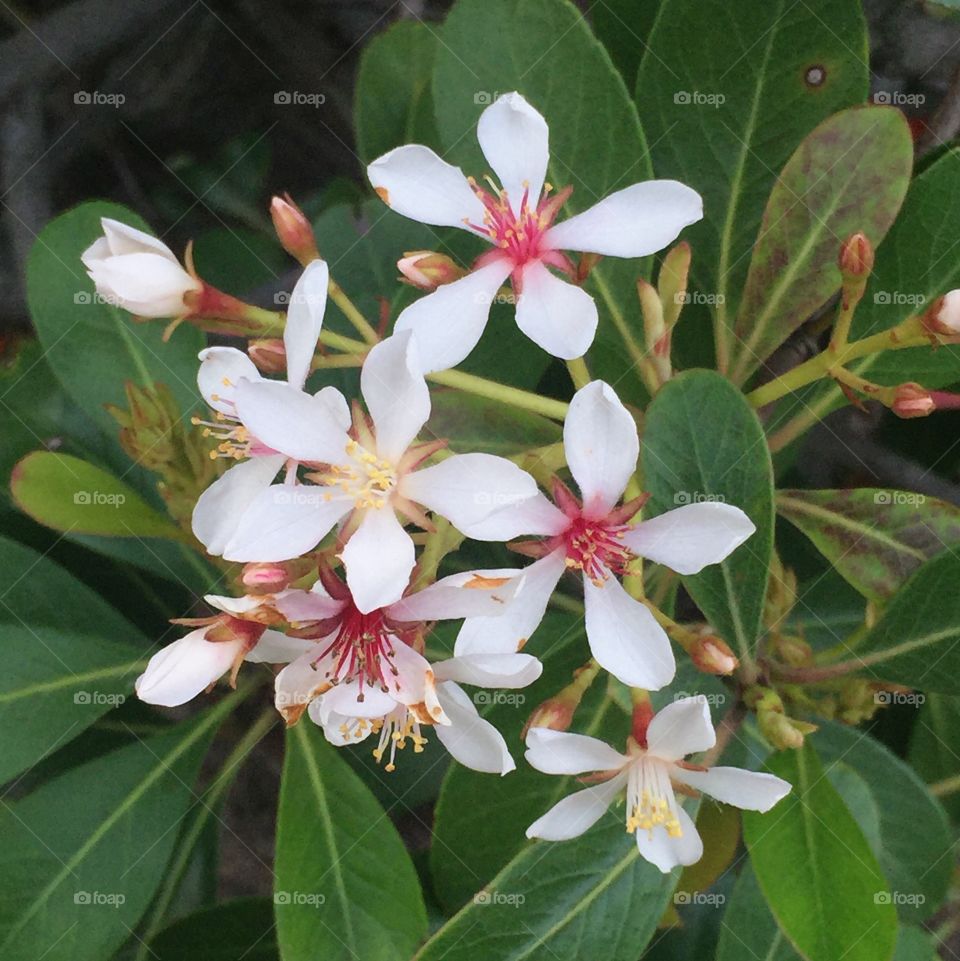 Local shrub in bloom