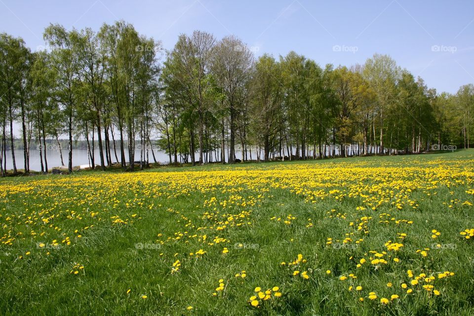 Dandelion Fields
