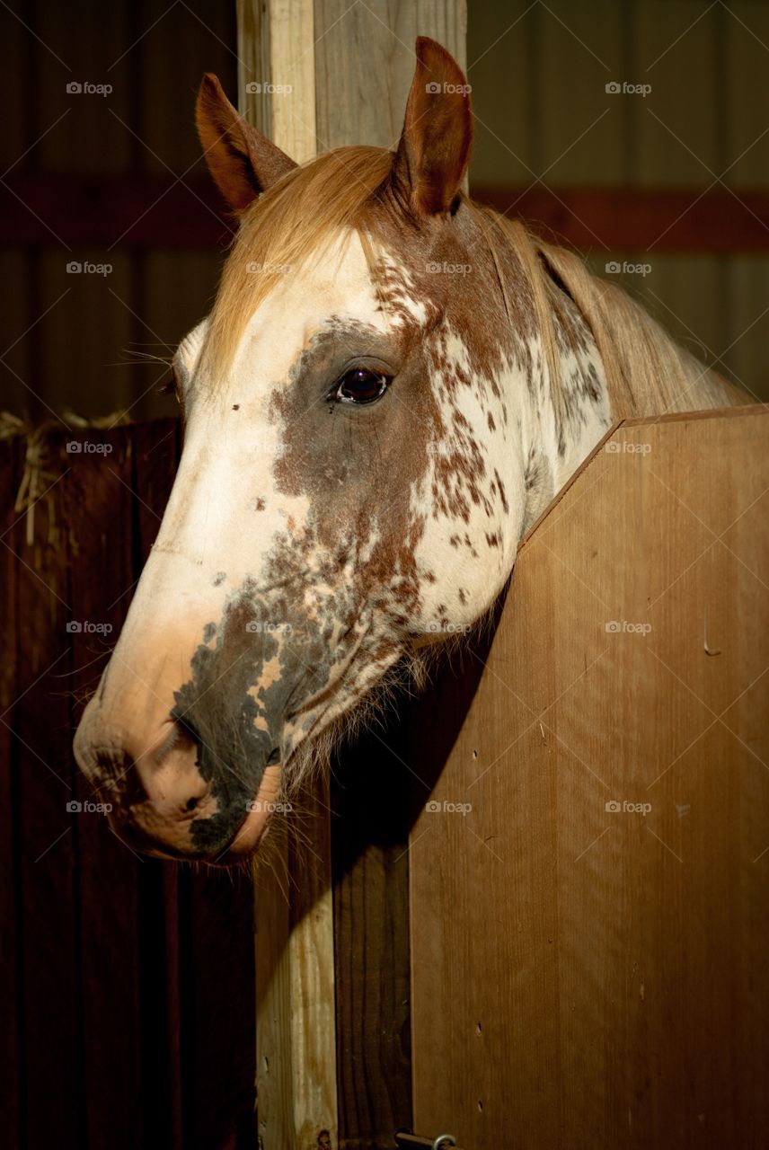 Close-up of a horse