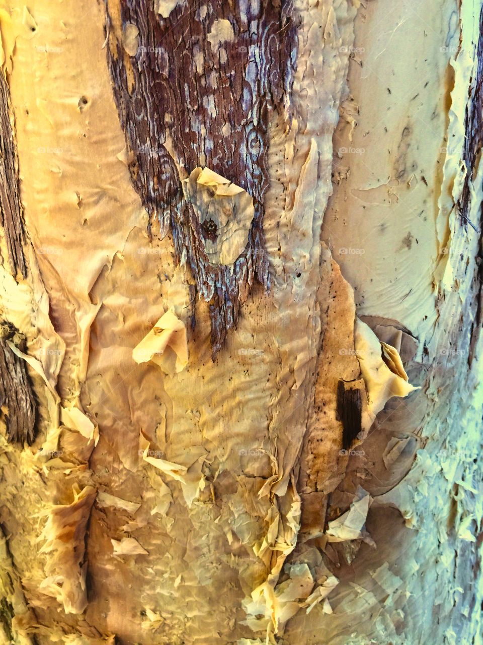 Tree Bark. Close up of tree bark 