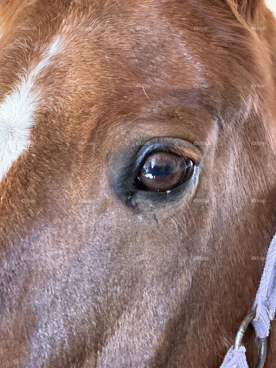 Nougat’s lovely eye