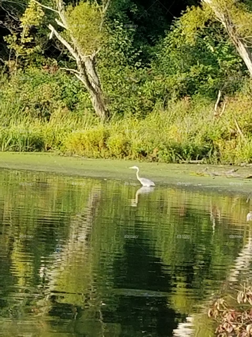 Blue Heron  with Tree line reflection in the cove of mogadore