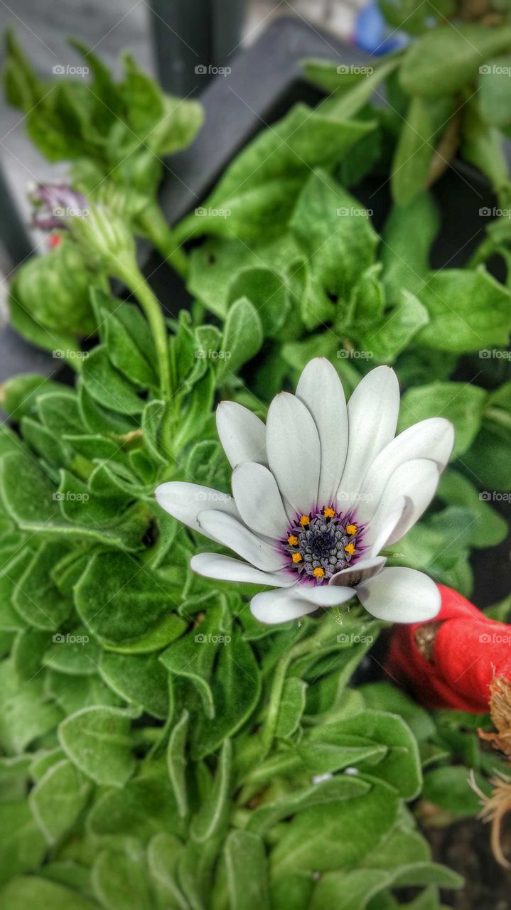 Leaf, Flora, Nature, Food, Garden