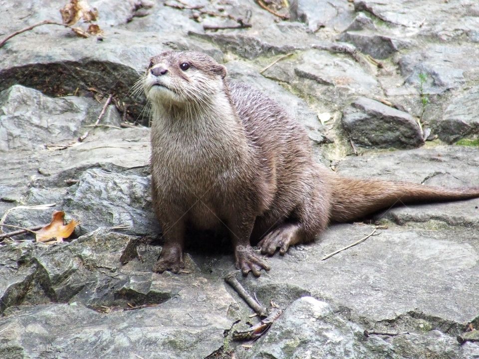 River otter close-up
