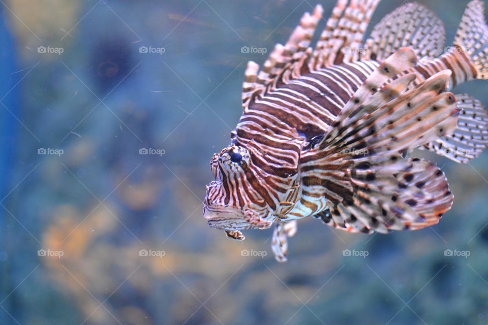 Lion fish in tank. Lion fish in tank at aquarium