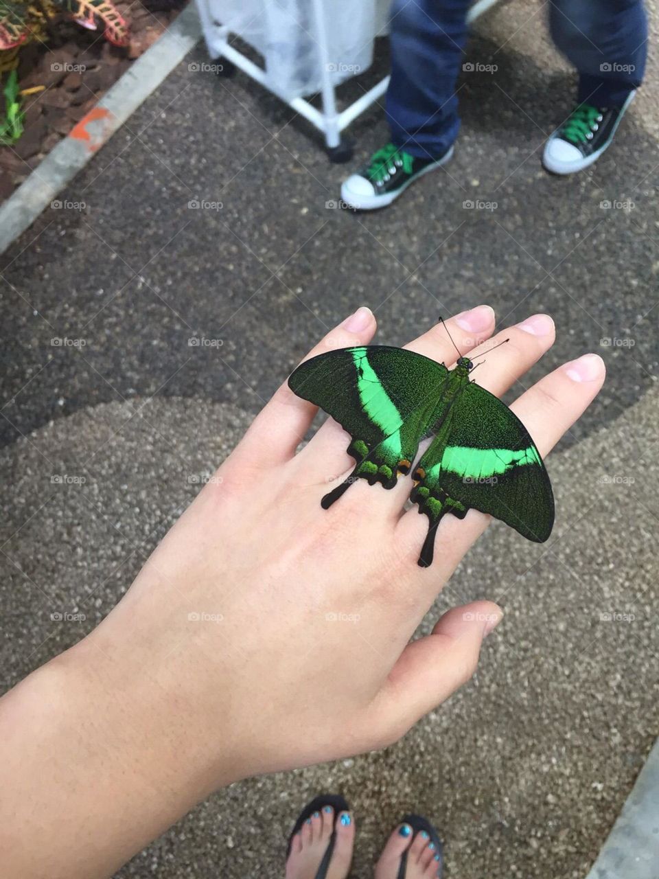 Green butterfly relaxing on my hand