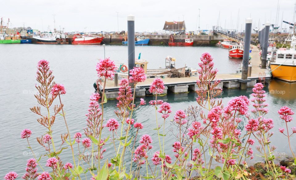 Pink flowers near harbour 