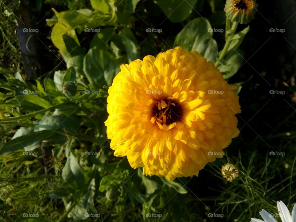 жёлтый цветок