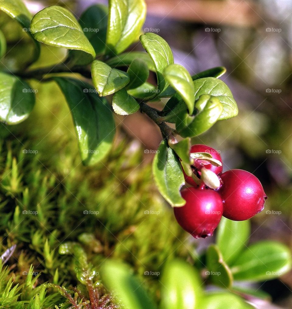 Close-up of lingonberries