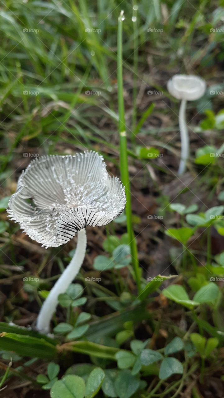 Hare's Foot Ink Cap Mushrooms