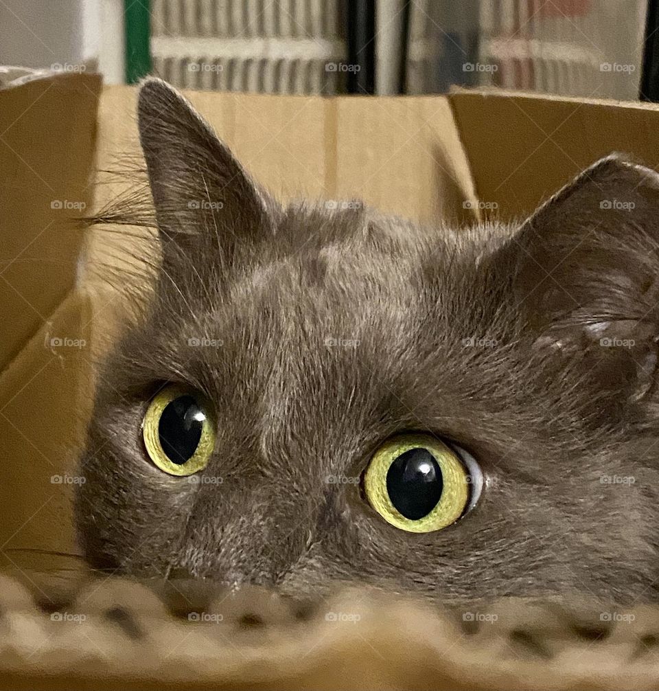 A cat sitting next n a box with wide round eyes