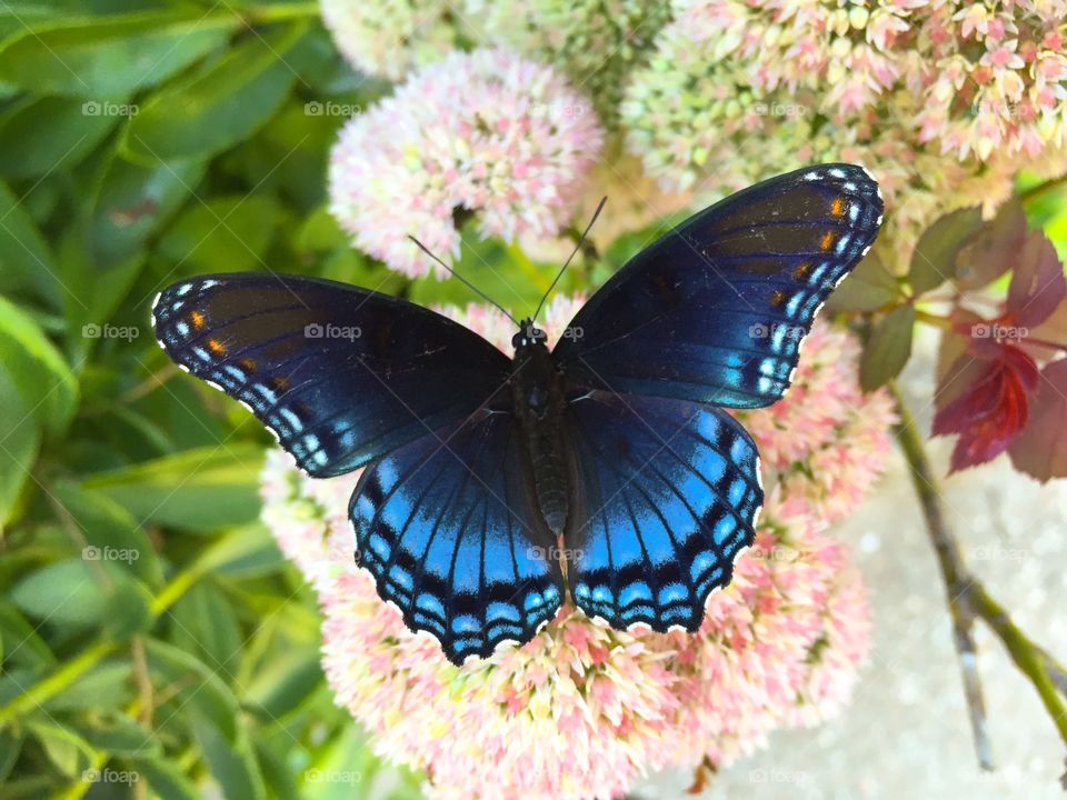 Beautiful Butterfly at the Rockbridge Rainbow Trout & Game Ranch in Missouri