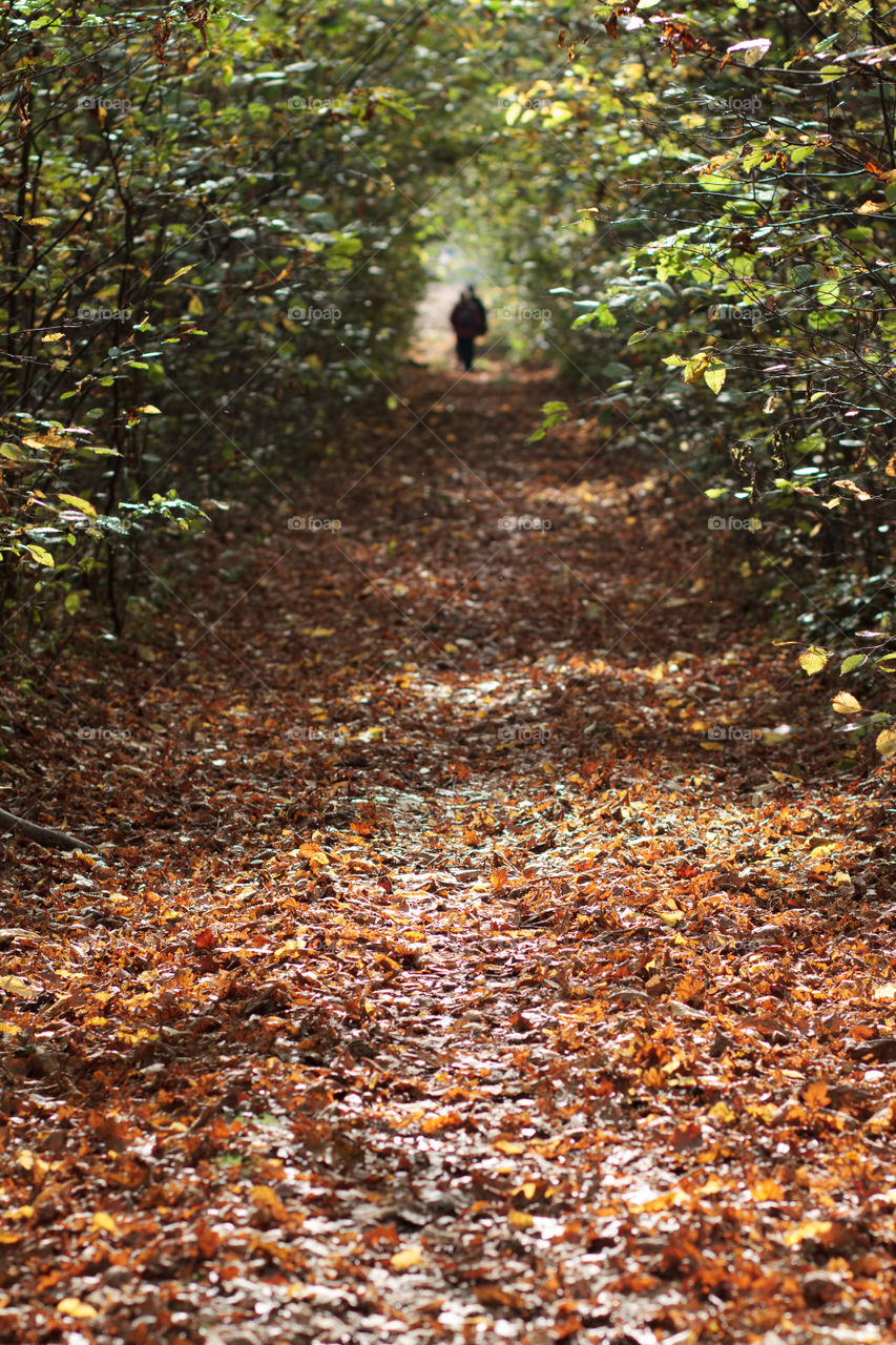 Footpath in a forest