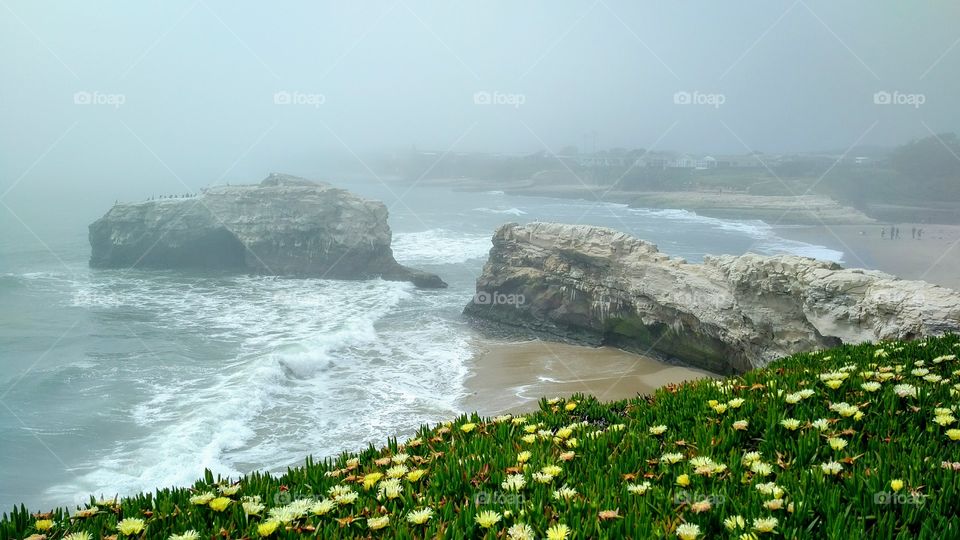 Wildflowers at sea and fog