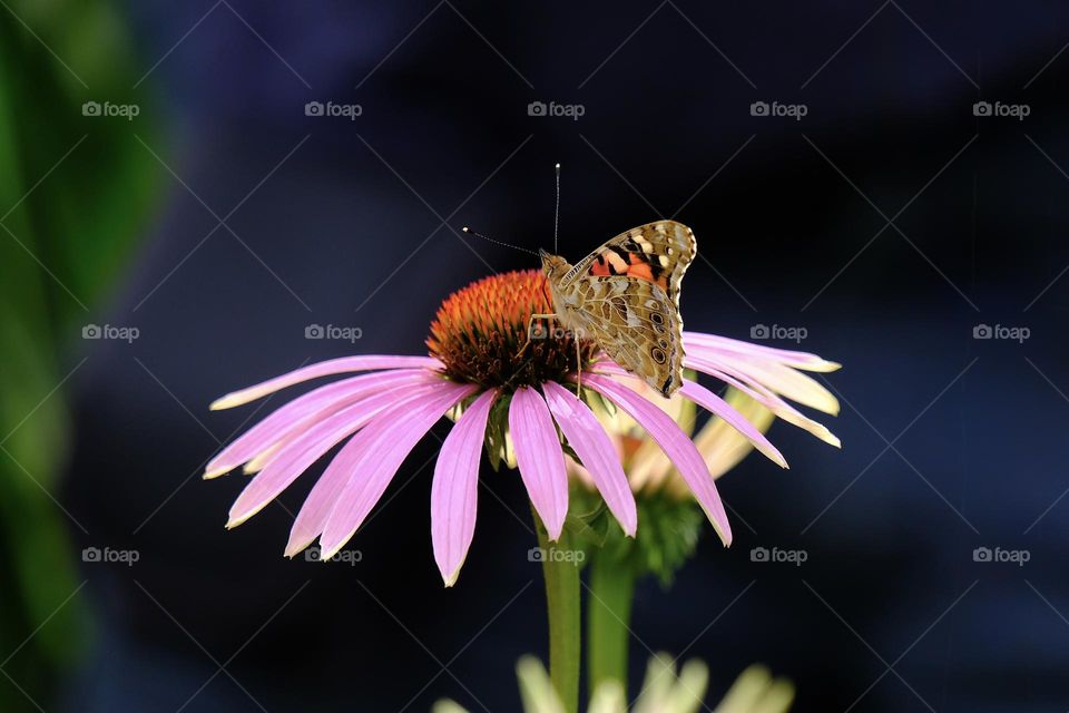 Close-up of butterfly feeding on echinacea flower pollen. 
