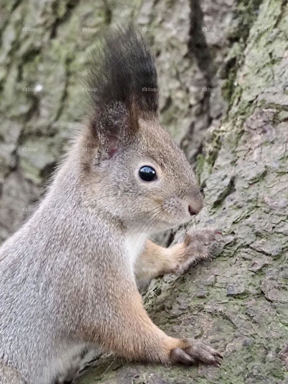 Squirrel