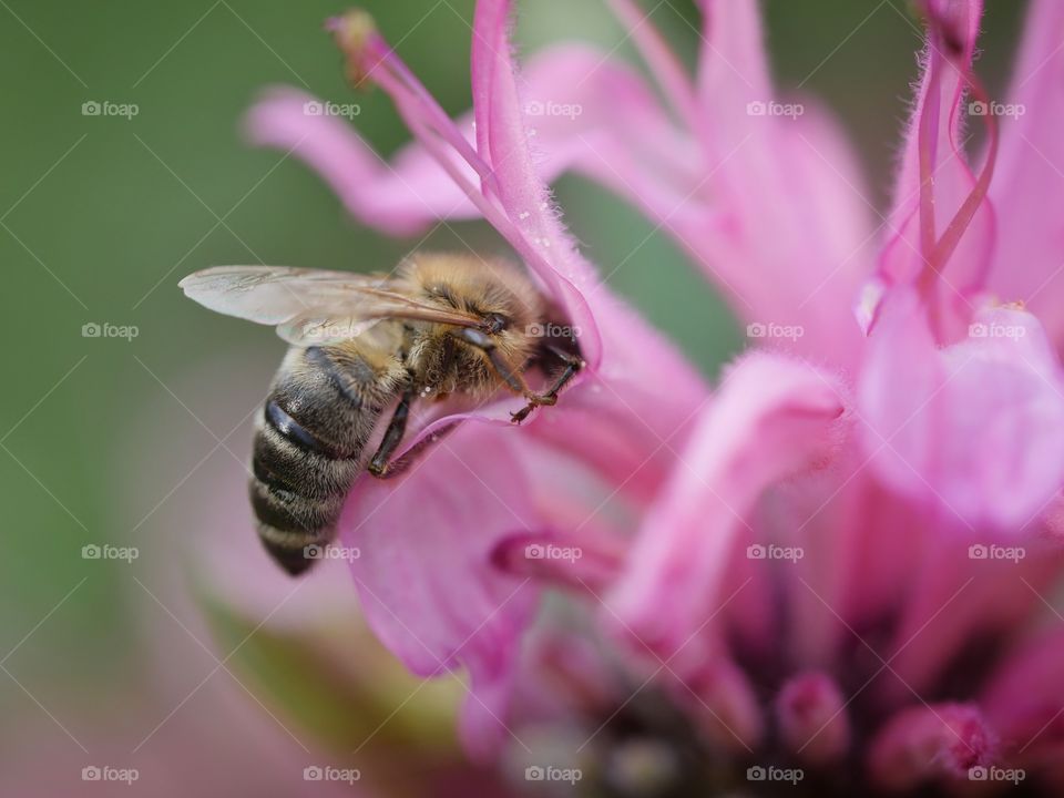 Honeybee on flower