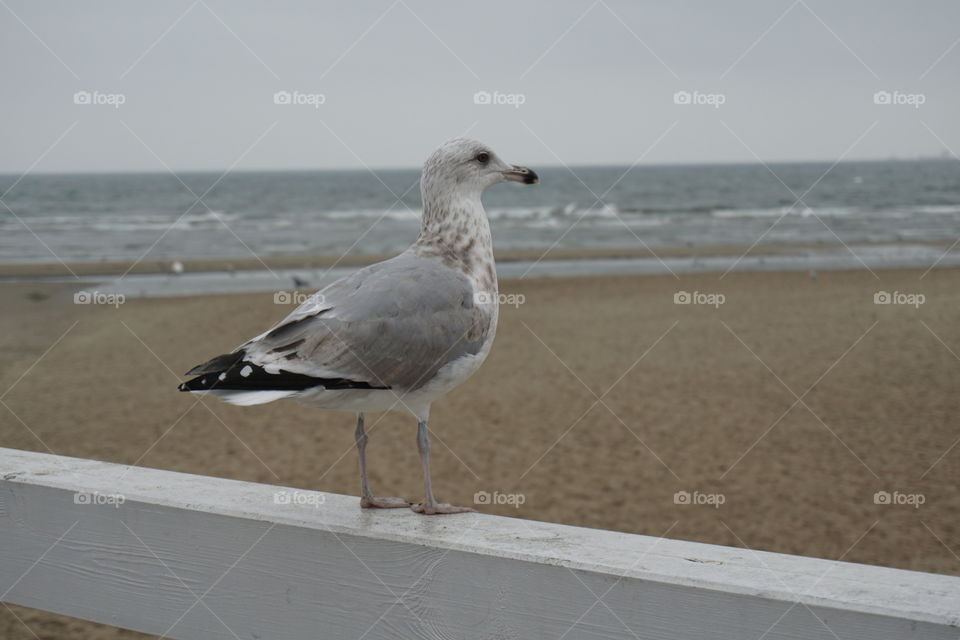 Sopot Seagull