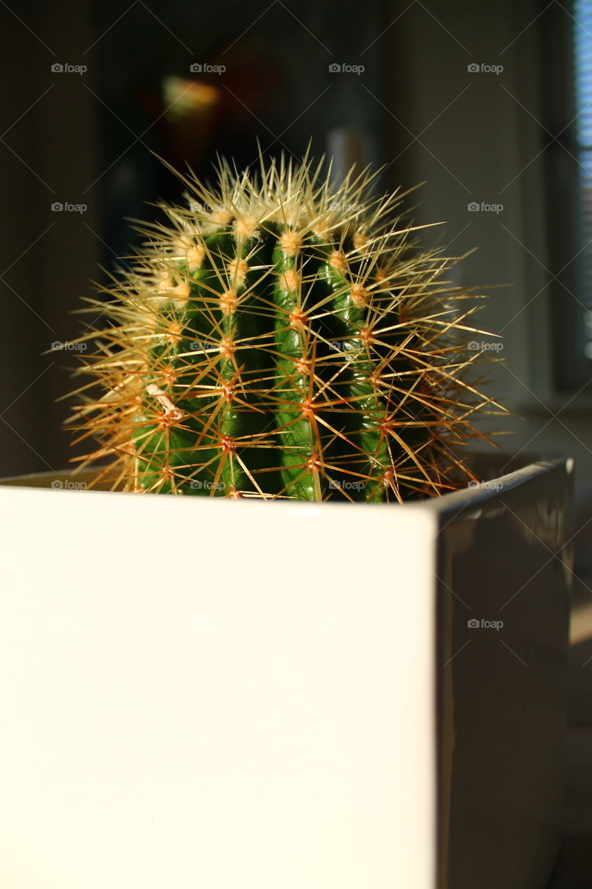 Potted cactus indoors in sunlight