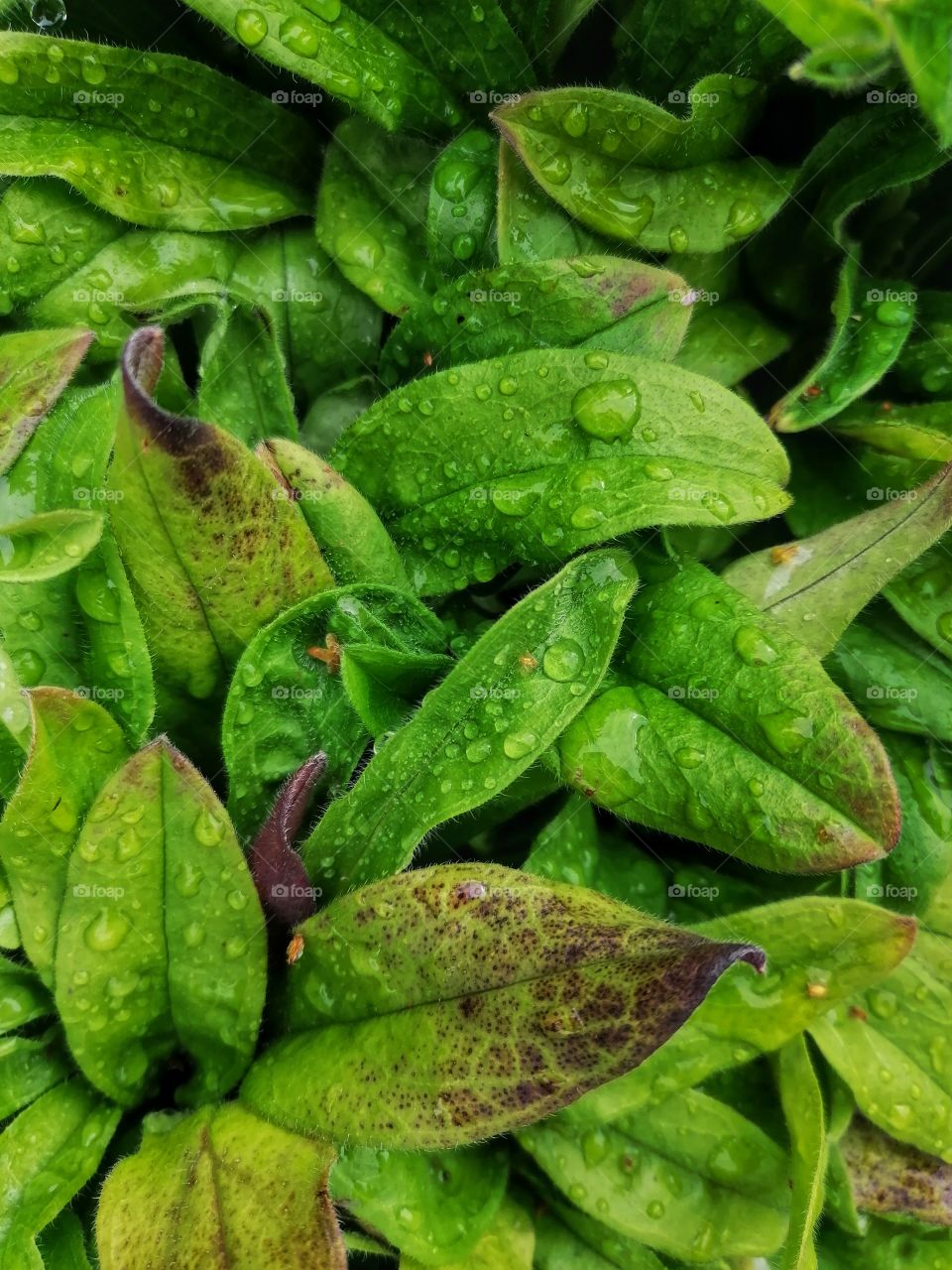 Dew drops on the leaves of a green plant
