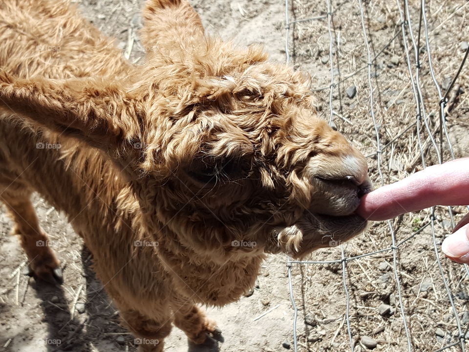 A young alpaca