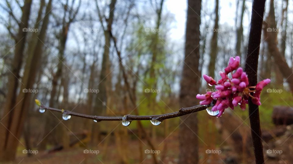 April showers bring May flowers
