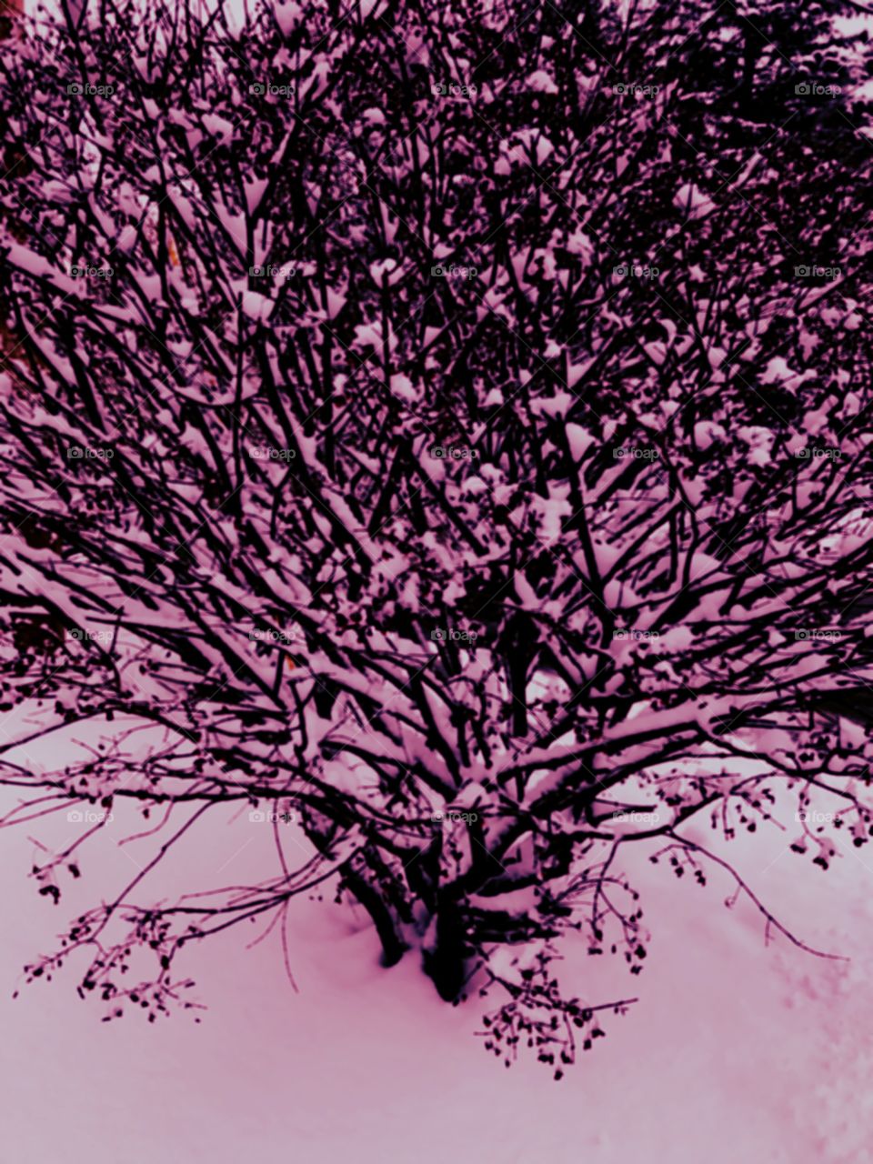 Snowy bush in purple.