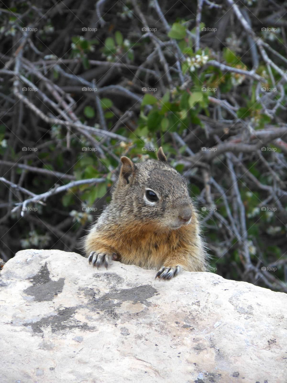 Grand Canyon Greeter. Squirrel