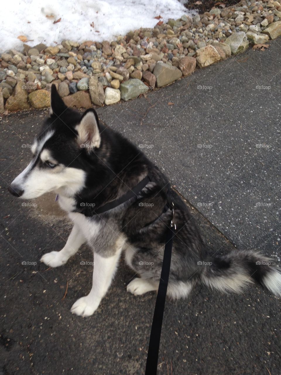 Not so sure a walk is a good idea today or just being stubborn!
