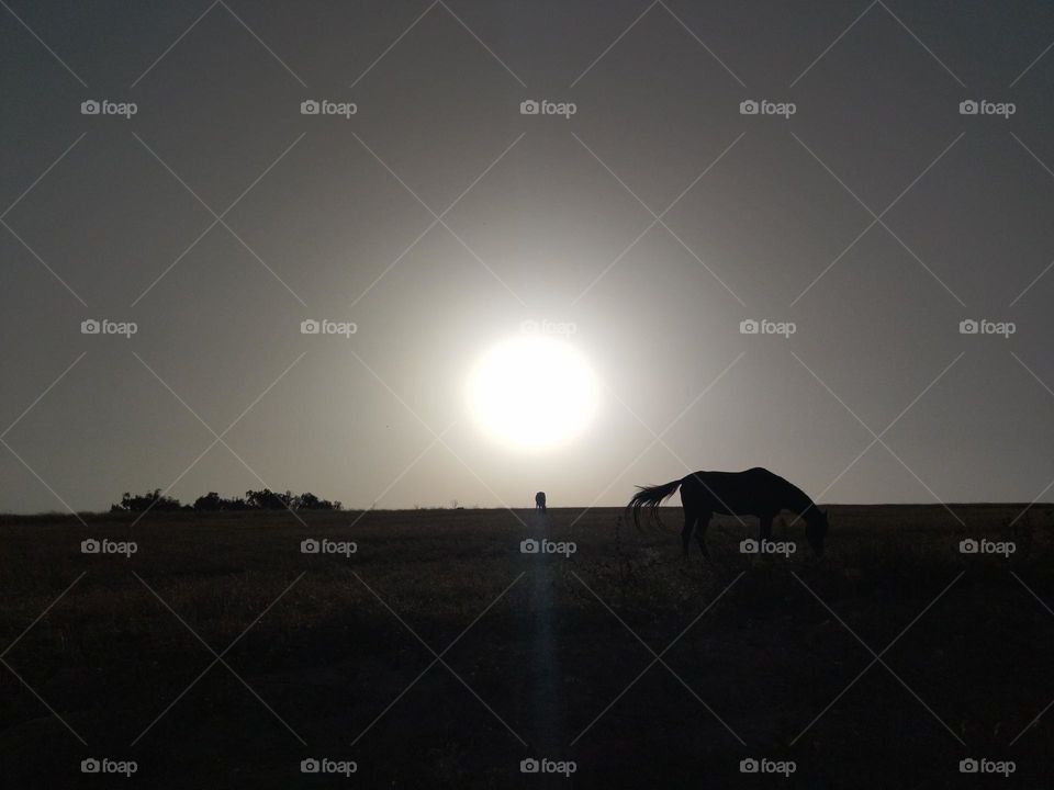 sunlight and horses