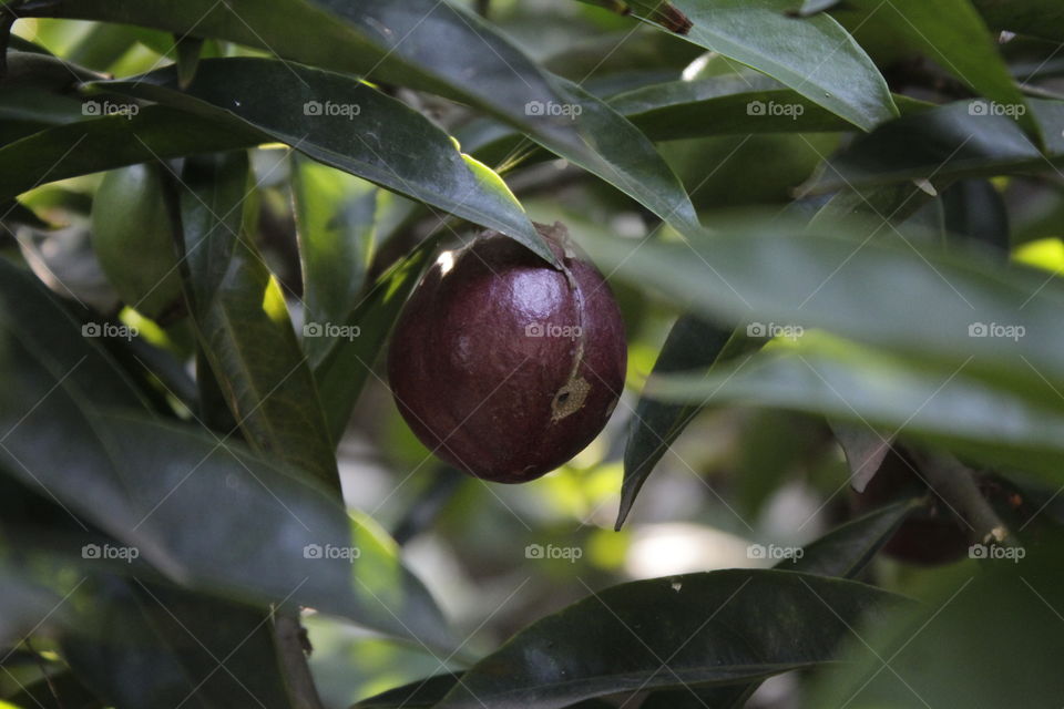 phaleria ( for treatment )