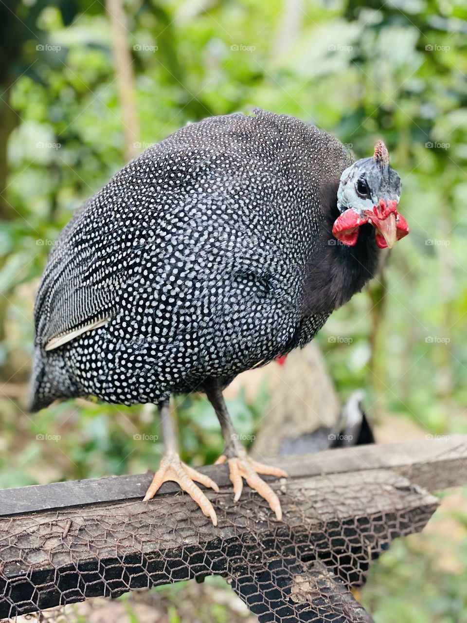 Hen