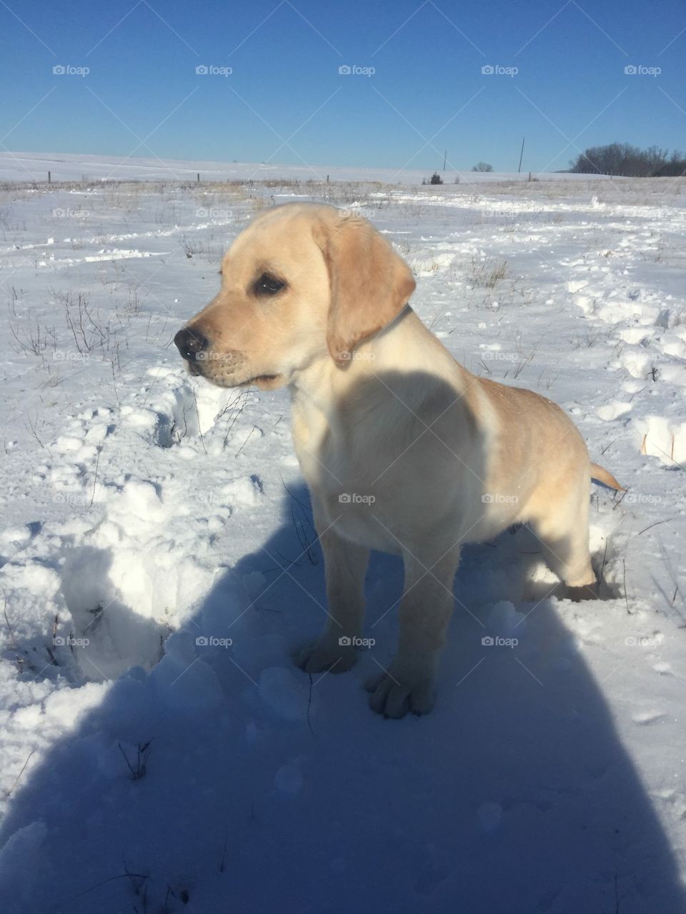 Snow puppy 