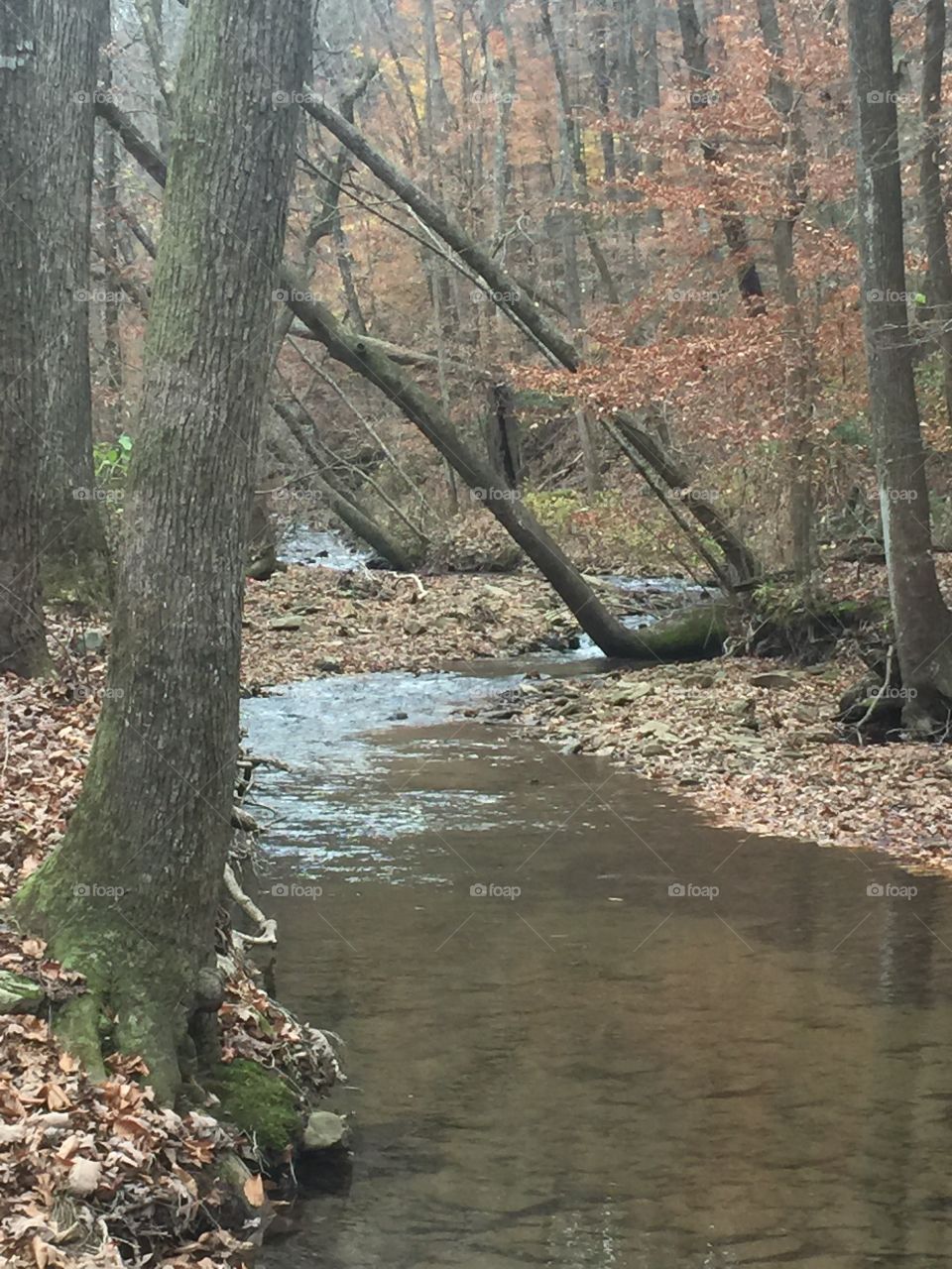 N Georgia creek