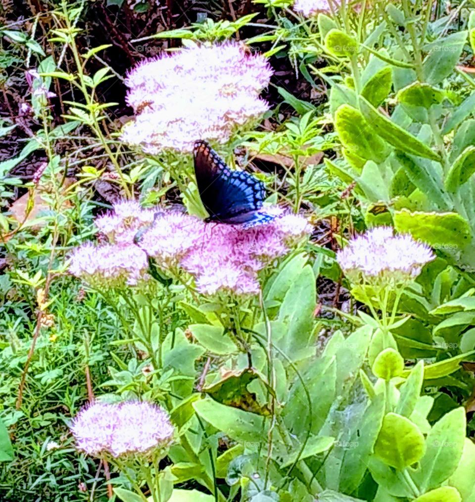 butterfly in it's habitat