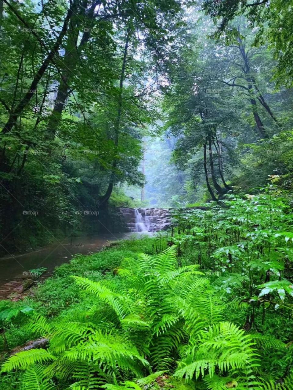 In dreamy and magical forests, in wild nature, I realized a sense of value and familiarity that I never found in luxury cities and streets. I was immersed in the beauty of the forest, the smell of the soil and the plants