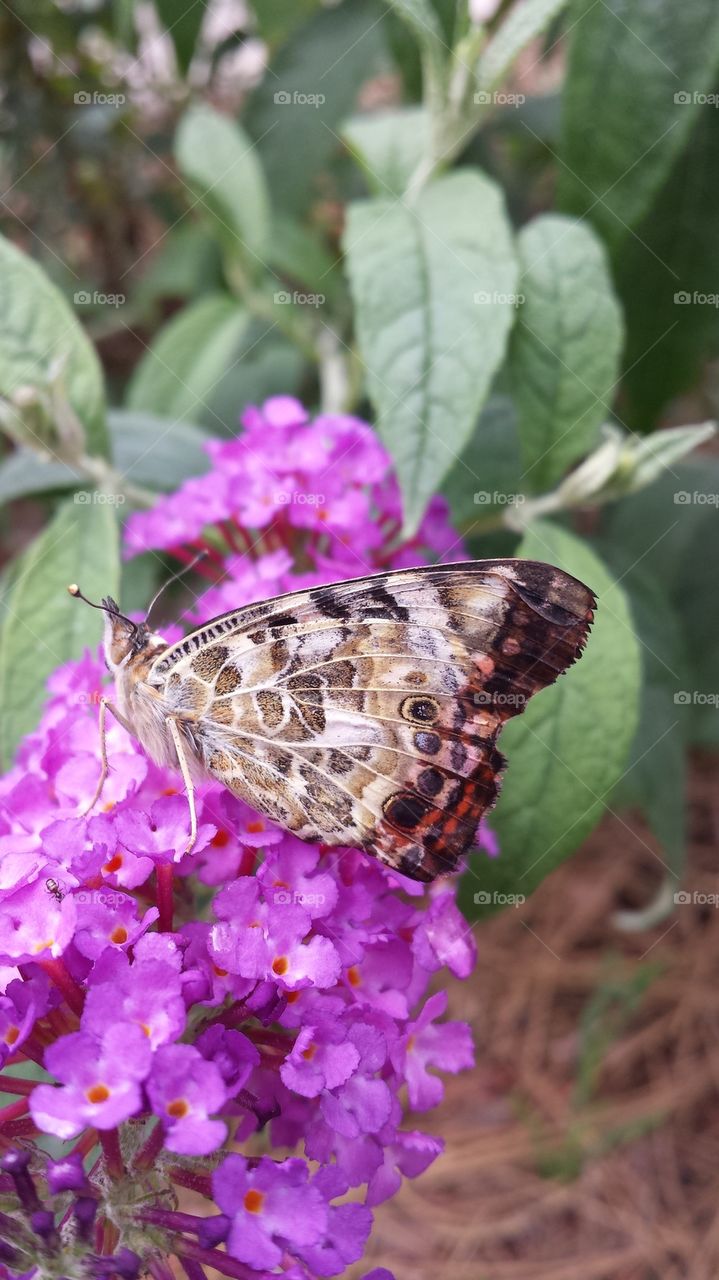 Painted Lady Butterfly Side View