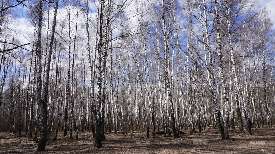 Sunlight in woodland