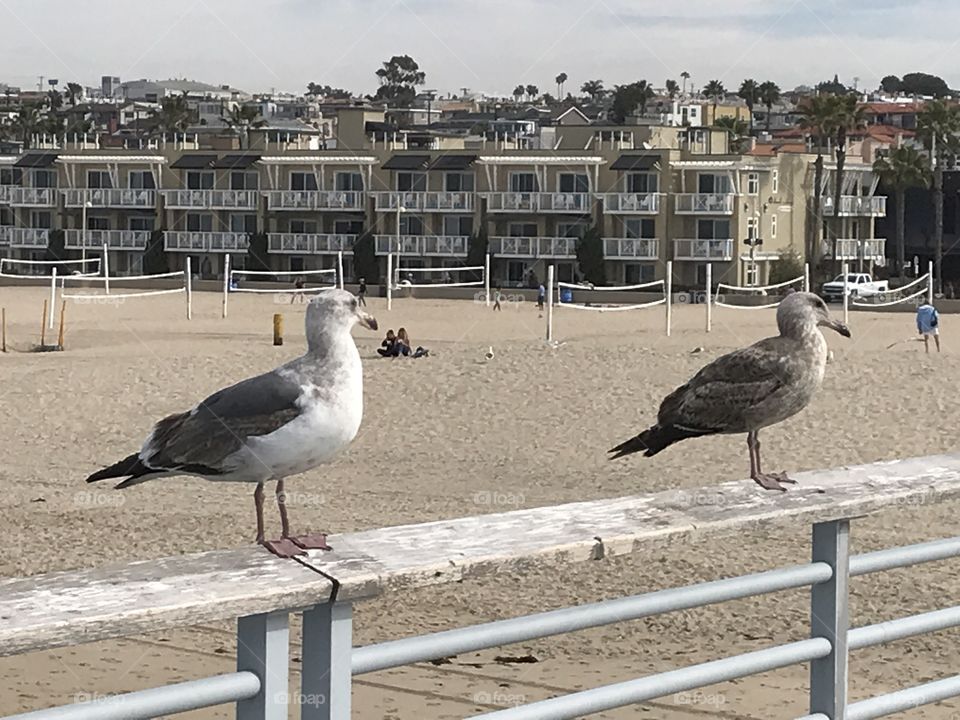 Seagulls at Manhattan beach USA 
