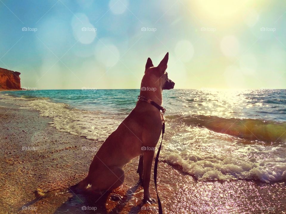 Belgian shepherd malinois dog and sea