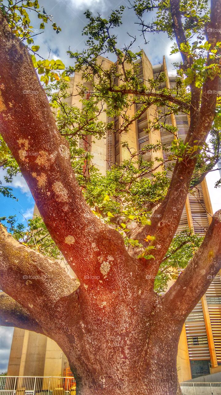 árvore prédio da caixa Brasília df