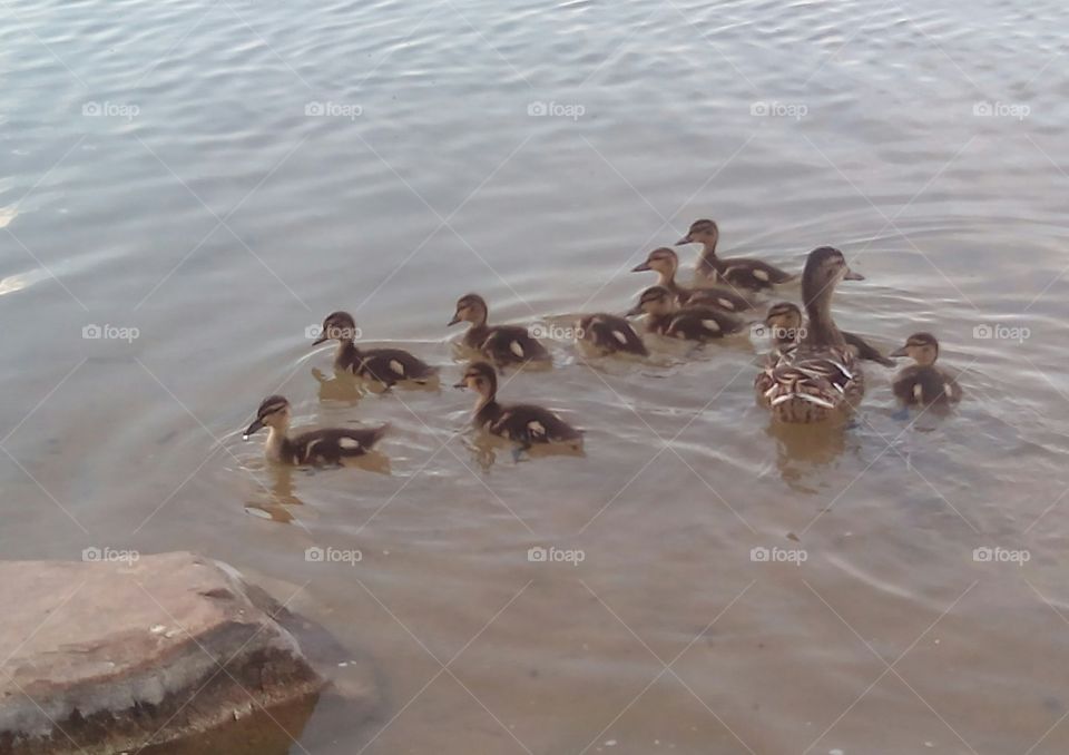 Duck, Water, Bird, No Person, Goose