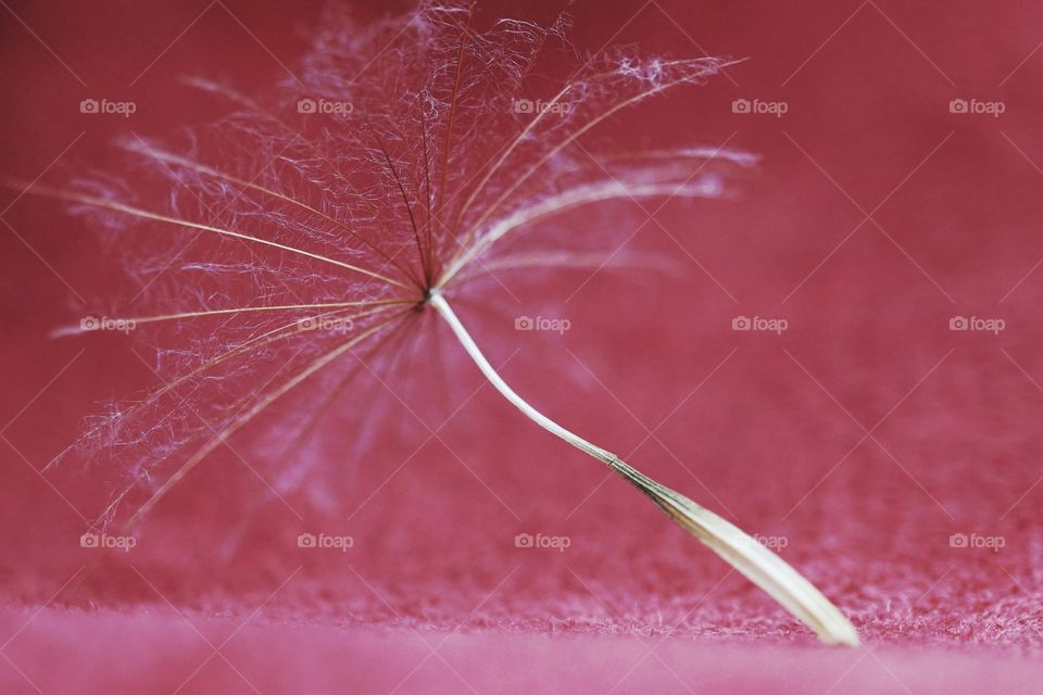 Dandelion Seed