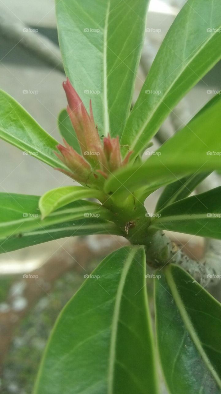 Green leaf flower in Indonesia