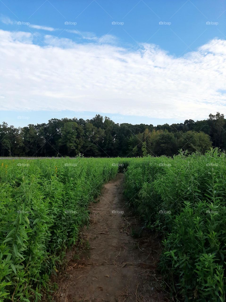 Wise Acres Organic Farm