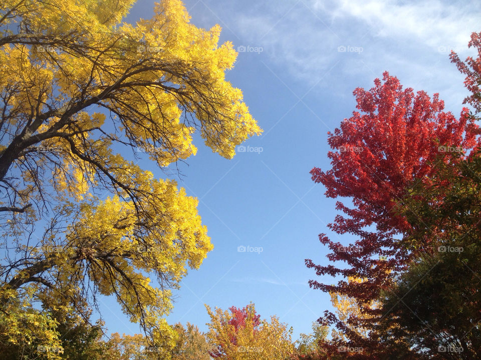 colors trees fall autumn by cristina13