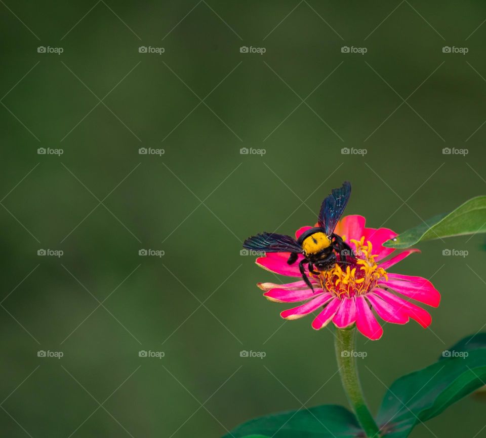 a bee perched on a flower