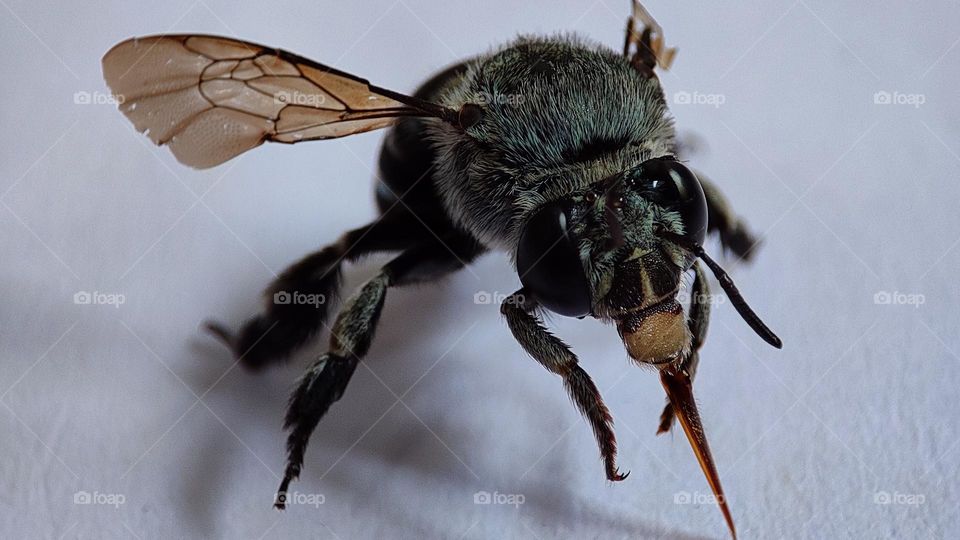 Saddest Bee who realised that he can't fly anymore ! bee who lost one of his wings, disabled insects